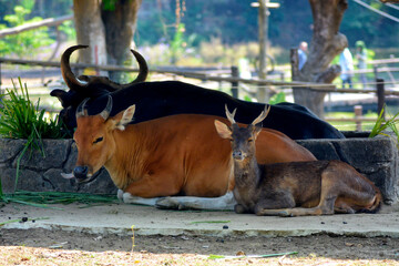 A cow, a bull, and a deer rest peacefully together in the shade, creating a calm and harmonious scene.