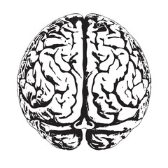Brain illustration for neuroscience research or educational materials in black and white for medical presentations