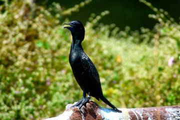 A black cormorant perches on a rock under the sunlight, its beak open against a blurred green natural background.