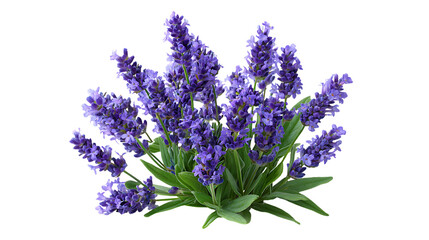 Fototapeta premium A sprig of lavender isolated on transparent background