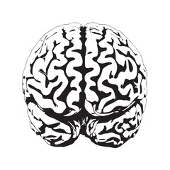 Striking stylized brain illustration for neuroscience research and medical education materials, showcasing human intellect