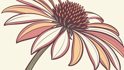 Stylized illustration of a coneflower with delicate petals in shades of peach cream and muted orange against a cream background