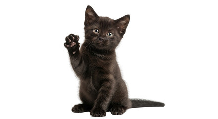 An adorable tiny black kitten with bright, expressive eyes and a raised paw, sitting playfully on a crisp white background, showcasing its innocent charm and mischievous spirit