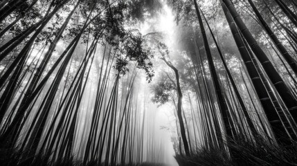 A misty bamboo forest with tall slender trees, low hanging branches creating an intricate canopy,