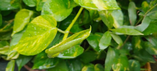 Close up shot of rain or water drops of leaf.