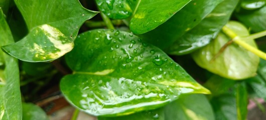 Close up shot of rain or water drops of leaf.