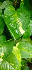 Close up shot of rain or water drops of leaf.