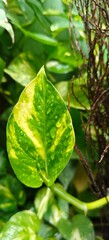 Close up shot of rain or water drops of leaf.
