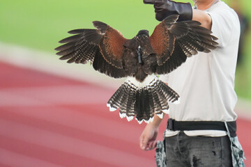 Harris Hawk Bird of prey flying
