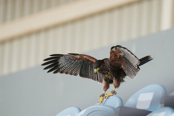 Harris Hawk Bird of prey flying