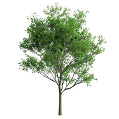 Obraz premium Lush green tree, isolated on black