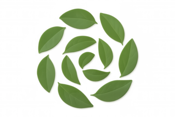 Verdant foliage spinning symmetrically, translucent backdrop highlighting organic circular leaf arrangement