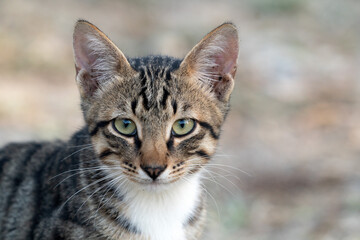 Portrait of a charming tabby kitten close up