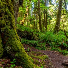 Lush forest path with moss-covered trees