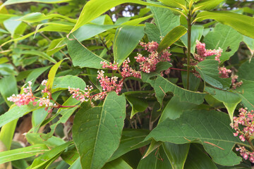 Fototapeta premium ベニイタドリ（Fallopia japonica var. japonica f. colorans）／イタドリの高山型で色が赤い／美ヶ原高原・日本・8月