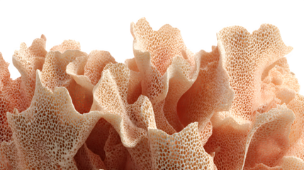 Coral reef structure, isolated on transparent background