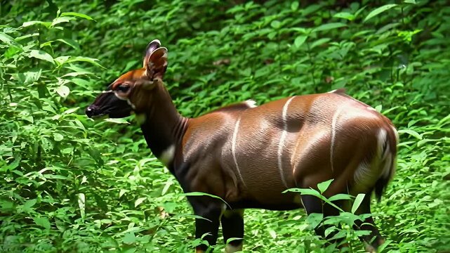 Bongo Antelope with White Stripes Standing Amidst Lush Green Vegetation in Natural Habitat