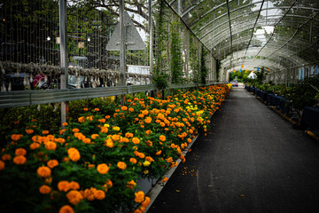 greenhouse with flowers