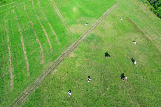 Aerial view of cows on farmland