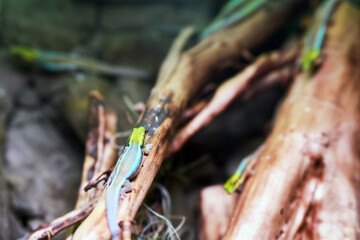 Gecko with neon green face on log