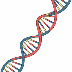 Stylized illustration of a double helix dna strand with red and blue strands and yellow and red base pairs