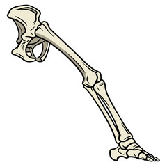 Stylized illustration of a human leg skeleton from hip to foot on a white background