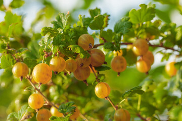 Close-up of ripe yellow gooseberry.