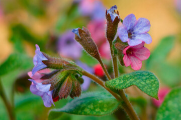Blume
