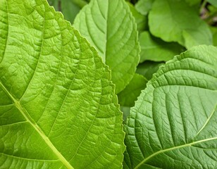 Obraz premium Close-up vibrant green leaves