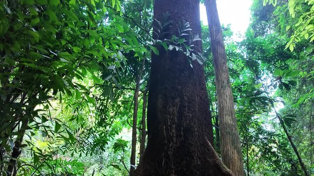 Sacred fig tree in rainforest, symbol of life and Earth&rsquo;s lungs