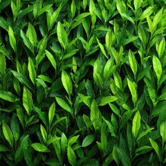Fototapeta premium Lush green leaves densely packed (1)