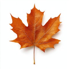 Fototapeta premium Maple leaf photography isolated illustration.