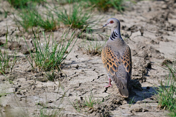 European turtle dove // Turteltaube (Streptopelia turtur)