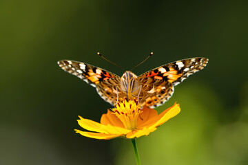 Fototapeta premium Delicate Painted Lady Butterfly Sipping Nectar from a Vibrant Yellow Cosmos Flower in a Lush Green Garden Setting Capturing the Beauty of Nature's Interplay