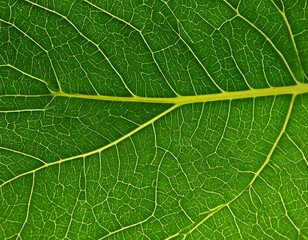 Obraz premium Close-up view of a leaf's intricate veins