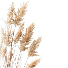 Fluffy dried pampas grass bunch