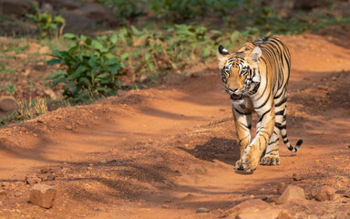 Royal Bengal tiger walking on the forest road. Close up, selective focus.