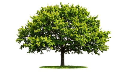 Lush green tree against white background