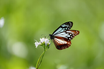 A Delicate Butterfly Perched on a White Flower A Serene Scene of Nature's Beauty with a Soft Green Background and Gentle Light Showcasing the Insect's Elegance