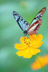 Obraz premium A Delicate Butterfly Perched Gracefully on a Bright Yellow Flower with a Soft Green Background Showcasing the Harmony of Nature and the Beauty of Simplicity