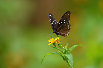 Obraz premium A Serene Image of a Butterfly Resting on a Small Yellow Flower with a Soft Green Backdrop Evoking a Sense of Calm and Natural Beauty in a Peaceful Setting