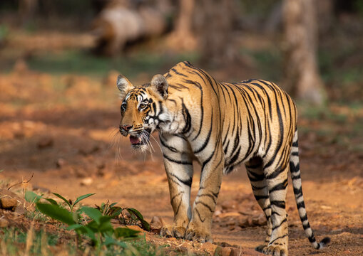 Sub adult tiger coming out of the bush in the forest. Close up, selective focus.