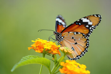 Fototapeta premium A Monarch Butterfly Gracefully Perched on a Cluster of Bright Orange Lantana Flowers, Showcasing the Interplay of Color and Life in a Natural Garden Setting