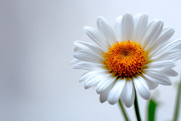 Naklejka premium Close-up of a single white daisy flower with a bright orange center against a soft, blurred gray background, showcasing delicate petals and vibrant colors