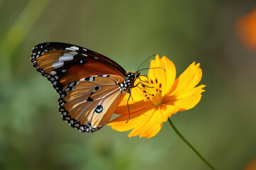Naklejka premium A Stunning Monarch Butterfly Sipping Nectar from a Bright Yellow Cosmos Flower in a Sunny Garden Setting Displaying the Intricate Details of its Wings and Body
