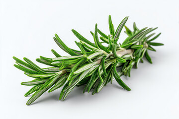 Fototapeta premium Fresh green rosemary herb sprig isolated on a white background, showing detailed needle-like leaves with a vibrant natural texture