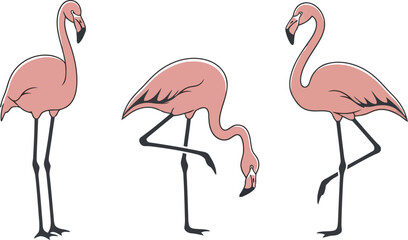 Pink flamingo birds trio standing graceful wildlife nature tropical exotic avian beautiful vector