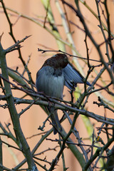 vogel