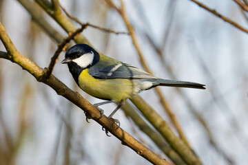 vogel