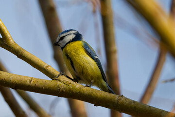 vogel